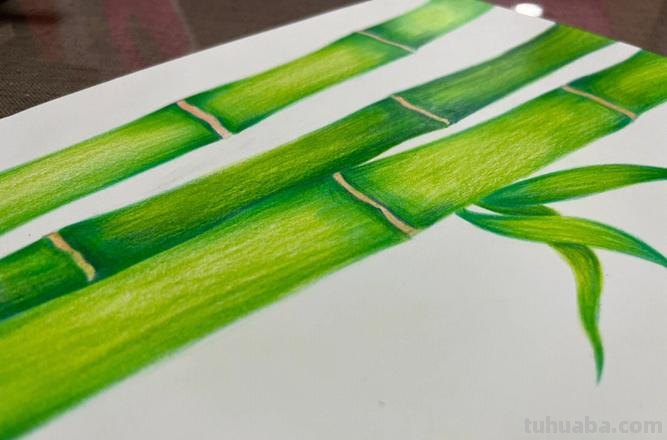 竹子怎么画彩铅视频教学 一步一步教你画竹子?