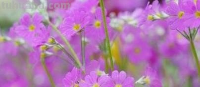 花束的意思