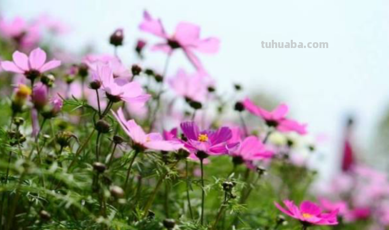 花束是什么意思