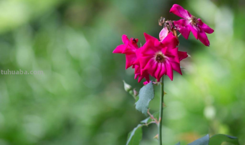 花束是什么意思