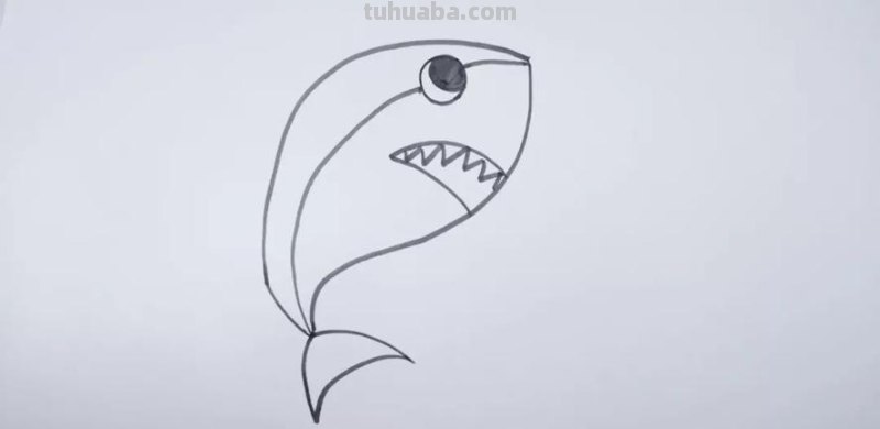 大鲨鱼的简笔画怎么画 鲨鱼简笔画教程?