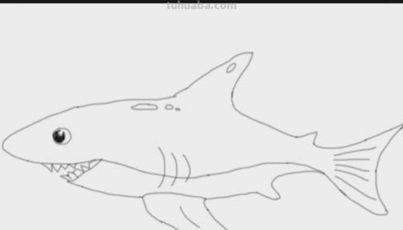 大鲨鱼的简笔画怎么画 鲨鱼简笔画教程？