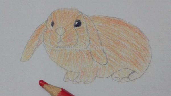 怎么用彩铅画动物兄弟 4年级怎么用彩铅画动物？