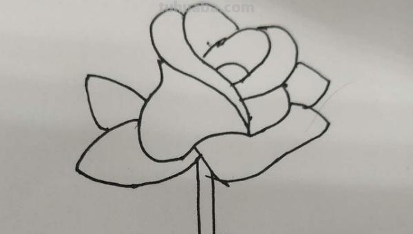 花玫瑰花怎么画简笔画 怎么画简笔画玫瑰花？