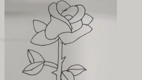 花玫瑰花怎么画简笔画 怎么画简笔画玫瑰花？