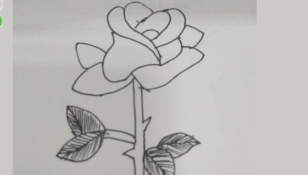 花玫瑰花怎么画简笔画 怎么画简笔画玫瑰花？