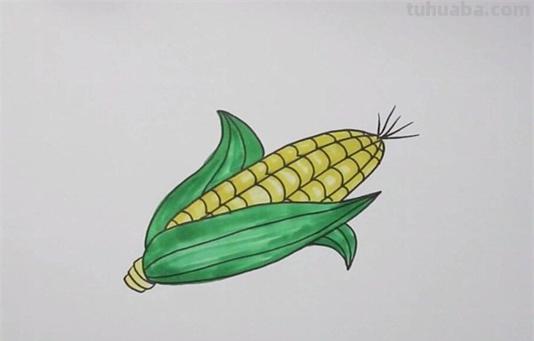 一片玉米怎么画简笔画 玉米的笔画？