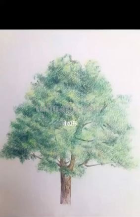 怎么用彩铅画大树视频 如何用彩铅画树?