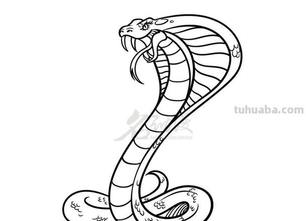 画蛇怎么画简笔画图片 如何画蛇蛇简笔画步骤图？