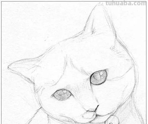 速写猫教学 猫咪素描教程全过程?