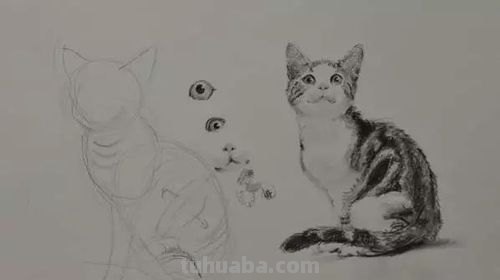速写猫教学 猫咪素描教程全过程?