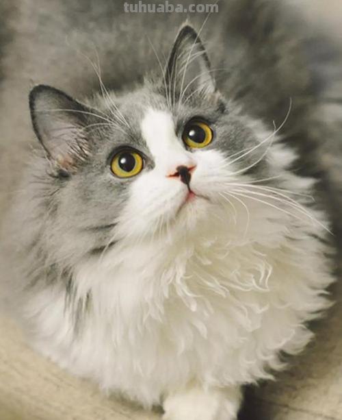 速写猫教学 猫咪素描教程全过程?