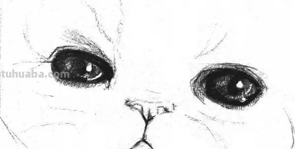 速写猫教学 猫咪素描教程全过程？