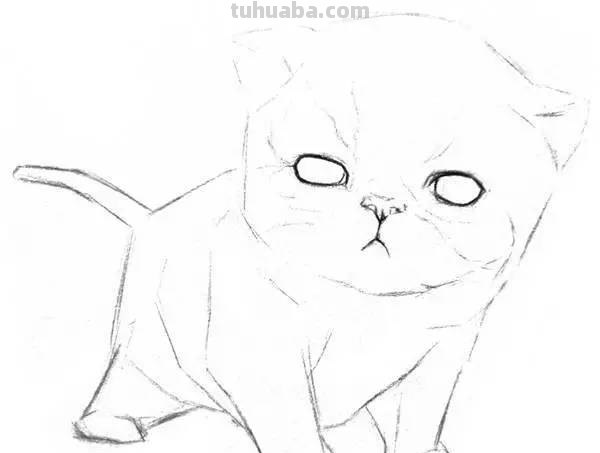 速写猫教学 猫咪素描教程全过程？