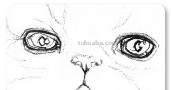 速写猫教学 猫咪素描教程全过程？