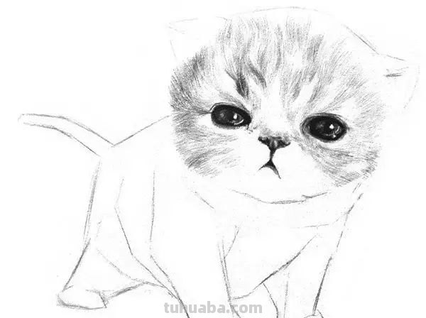 速写猫教学 猫咪素描教程全过程？