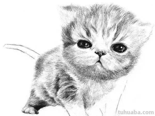 速写猫教学 猫咪素描教程全过程？