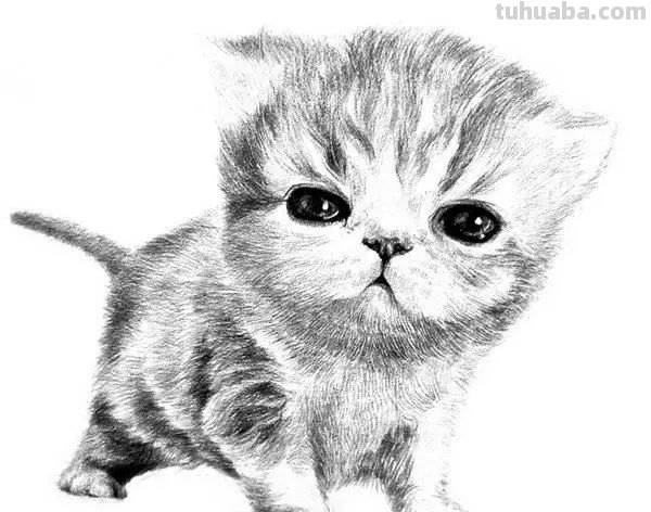 速写猫教学 猫咪素描教程全过程？