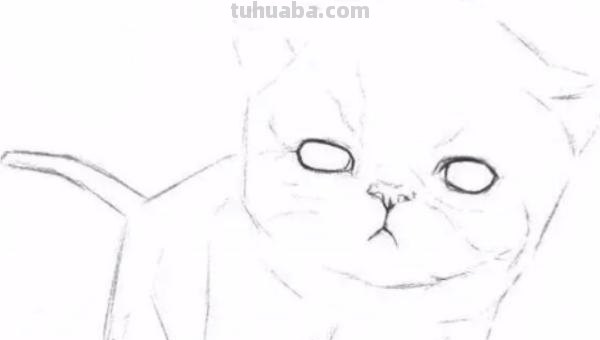 速写猫教学 猫咪素描教程全过程？