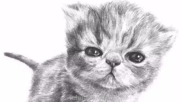 速写猫教学 猫咪素描教程全过程？