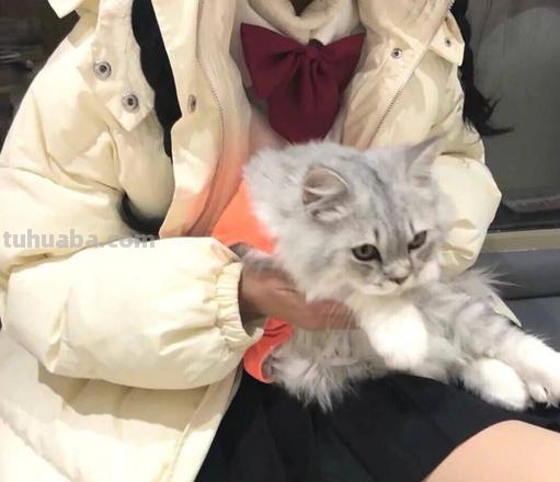 抱着猫 抱着猫的女生头像