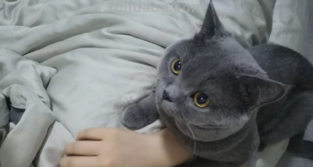 抱着猫睡觉对女性有什么危害