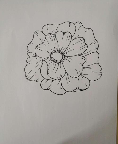 手绘速写花卉 速写画花先画心还是先画花瓣?