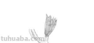 手绘速写花卉 速写画花先画心还是先画花瓣？