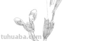手绘速写花卉 速写画花先画心还是先画花瓣？