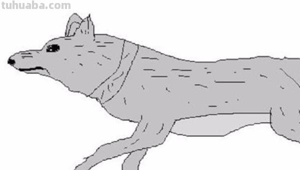 大狼怎么画简笔画图片 大灰狼简笔画怎么画？