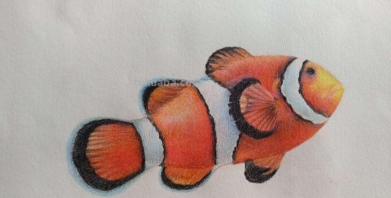 怎么画彩铅小丑鱼 小丑鱼怎么形容画?