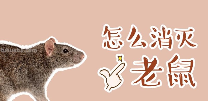 老鼠 老鼠怎么消灭最有效的办法