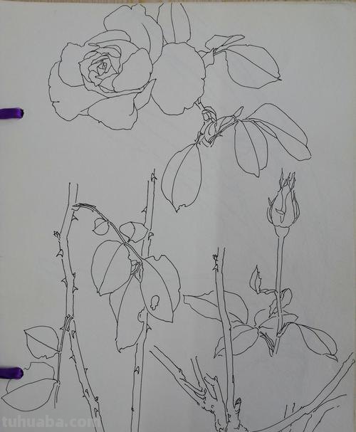 月季花的简笔画怎么画 简笔画月季花的画法?