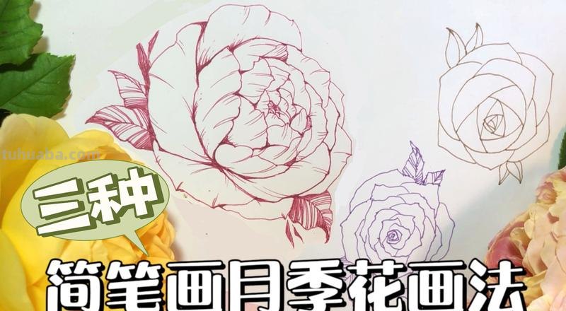 月季花的简笔画怎么画 简笔画月季花的画法?