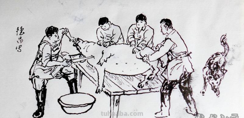 过年杀猪速写 过年为什么要杀猪?