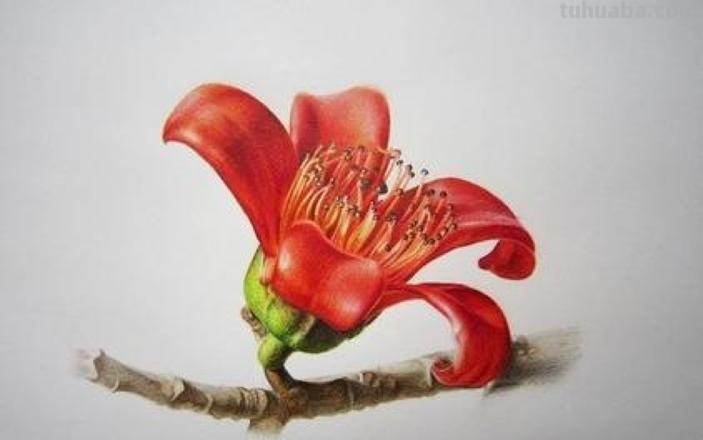 红色的彩铅怎么画桃花 花的彩铅画?