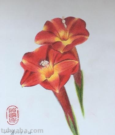 红色的彩铅怎么画桃花 花的彩铅画?