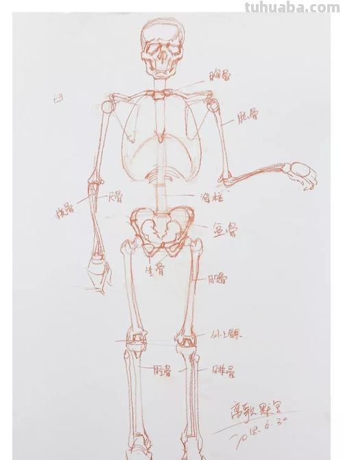 肩部骨骼速写 速写人物骨骼写有什么好处?