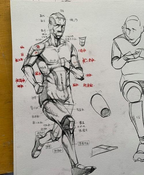 肩部骨骼速写 速写人物骨骼写有什么好处?