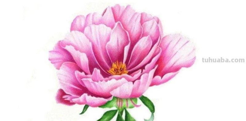 彩铅怎么画漂亮图片教程 一步一步教彩铅画?