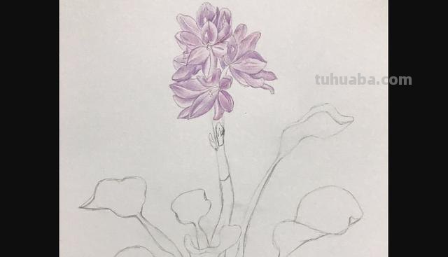 彩铅怎么画漂亮图片教程 一步一步教彩铅画？