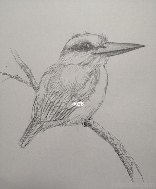 鸟翅膀速写 鸟类素描画?