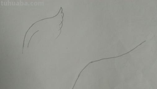 鸟翅膀速写 鸟类素描画？