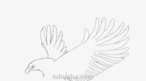 鸟翅膀速写 鸟类素描画？
