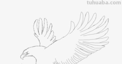 鸟翅膀速写 鸟类素描画？