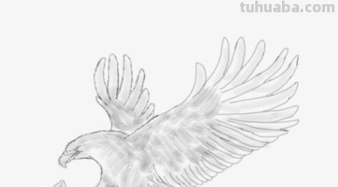 鸟翅膀速写 鸟类素描画？