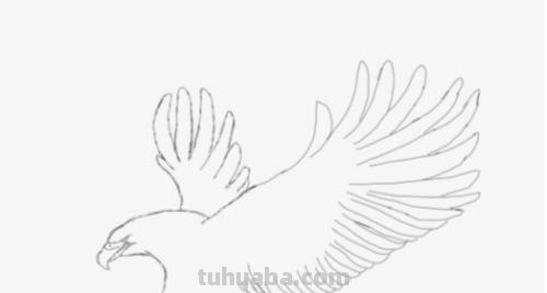 鸟翅膀速写 鸟类素描画？