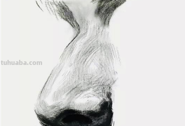 鼻子素描画法