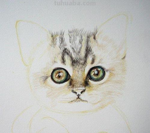 小猫背影怎么画彩铅颜色 彩色铅笔画可爱的小猫咪的教程详细步骤?