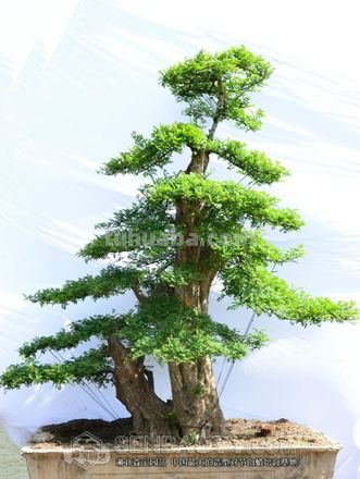 节白蜡速写 对节白蜡的介绍?